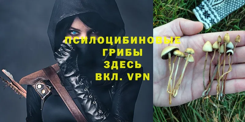 Псилоцибиновые грибы Magic Shrooms  Буй 